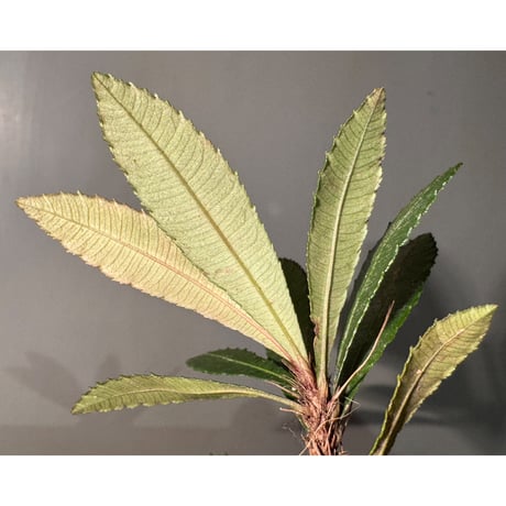 Sauvagesia serrata from West Kalimantan ①