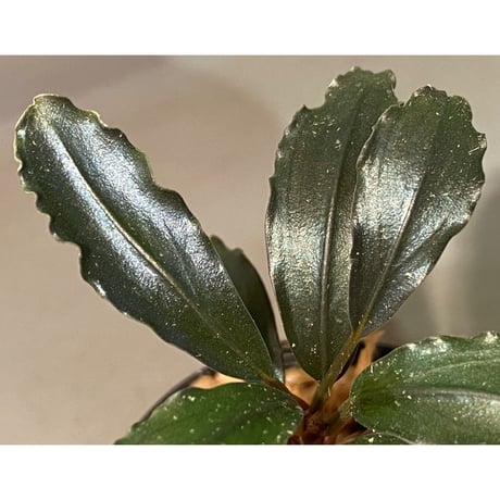 Bucephalandra sp. "Batang kawa" 組織培養水上育成株