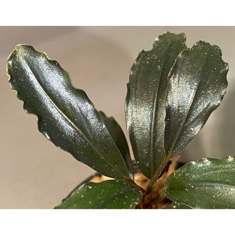 Bucephalandra sp. 