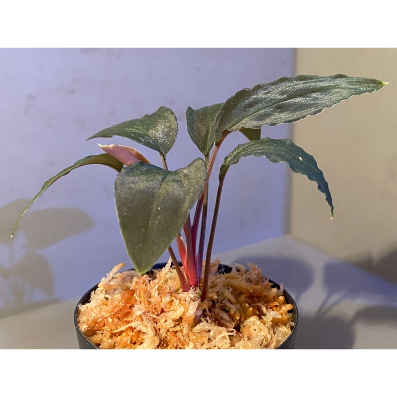 o*n様 Homalomena from Kalimantan ホマロメナ ホマロメナ 原種Homalomenaの交配記録182成功！ – 熱帯植物.com