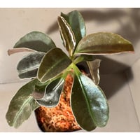 Labisia sp. from Landak West Kalimantan