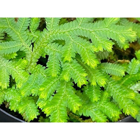 Selaginella biformis [STRINGE PLANTS]