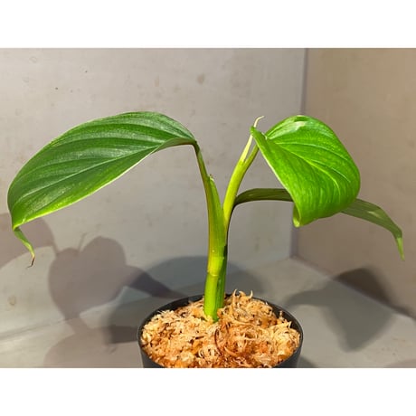 Philodendron sp. from Iquitos Peru [tanakay]