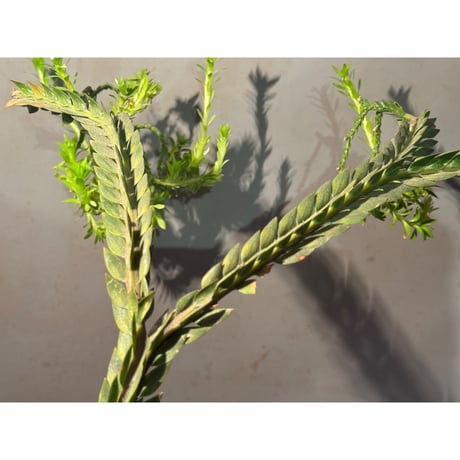 Phlegmariurus phlegmarioides Aimas, Sorong, West Papua 伊藤蟻植物農園