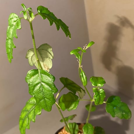 Scrophulariaceae sp. from Valencia, Negros Oriental