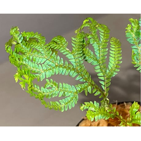 Selaginella siamensis ①