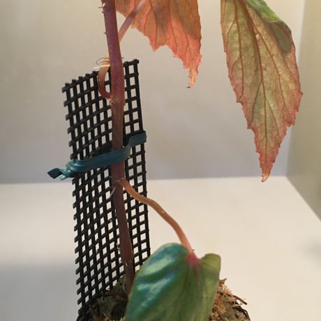 Begonia sp. from Temuyuk Kalimantan barat