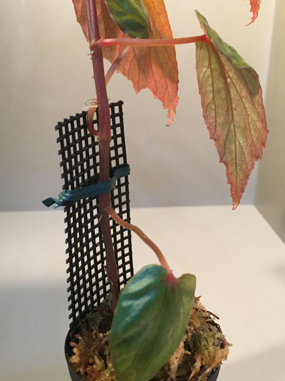 Begonia sp. from Temuyuk Kalimantan barat | M・R