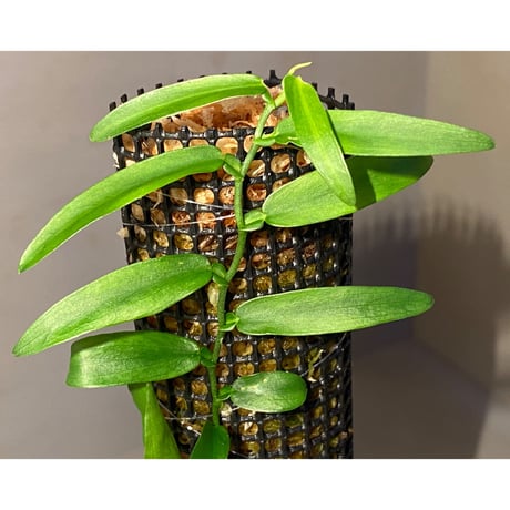 Epipremnum sp. from Prachuap Khiri Khan
