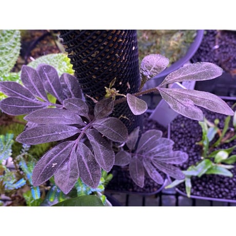 Solanum uleanum