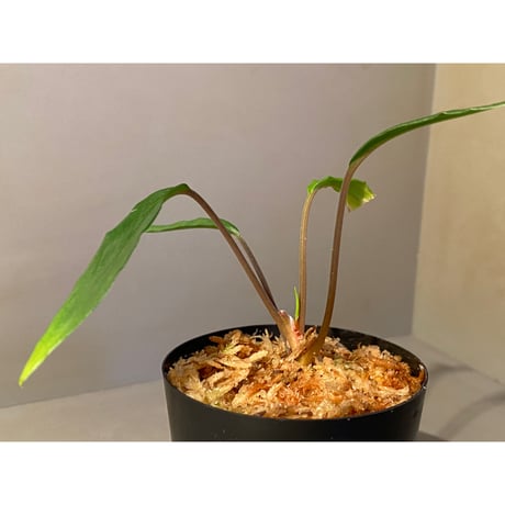 Homalomena sp. "Green" from Sulawesi [LA]