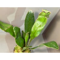 (Lサイズ) Elaphoglossum apodum [ECUAGENERA]