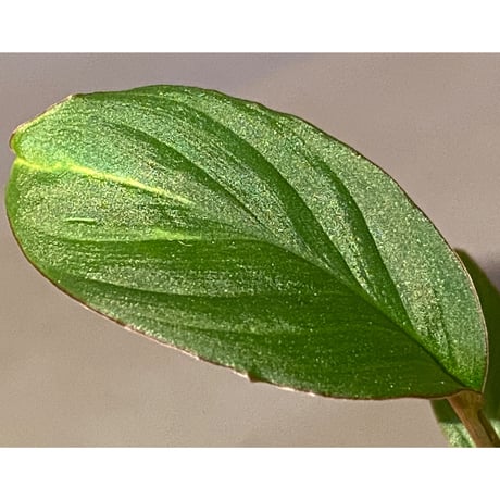 Homalomena sp. "Nanga pinoh" セミビロード Melawi Kal barat [TB]
