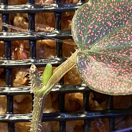 Piper sp. from India