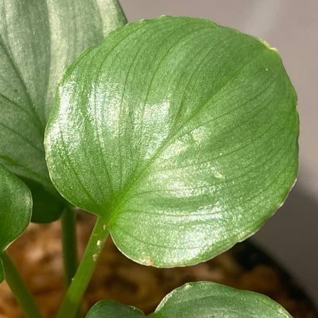 Homalomena sp. "Green" from Bogor