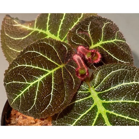 Pearcea hypocyrtiflora from Rio Napo Ecuador [tanakay] 白葉脈