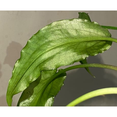 Cryptocoryne joshanii from Basilan island philippines [LA]