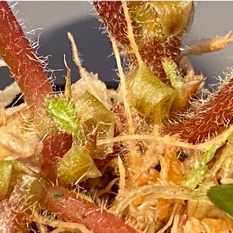 (大株) Begonia blancii