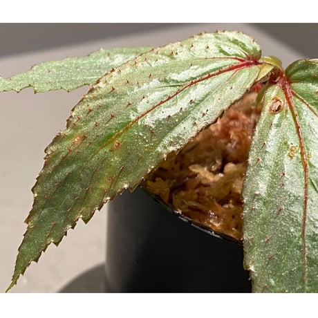 Begonia sp. from Balai Ringin [RIO]
