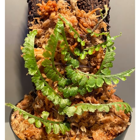 Teratophyllum aculeatum from Nanga pinoh [TB]