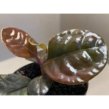Ardisia sp. from Kayulapis [TB]