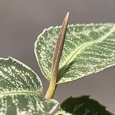 Labisia sp. " Silver Net" BNN from Sibolga timur [AZ1016-2]