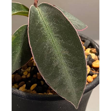 Ardisia malauiana from Sanggau kalimantan