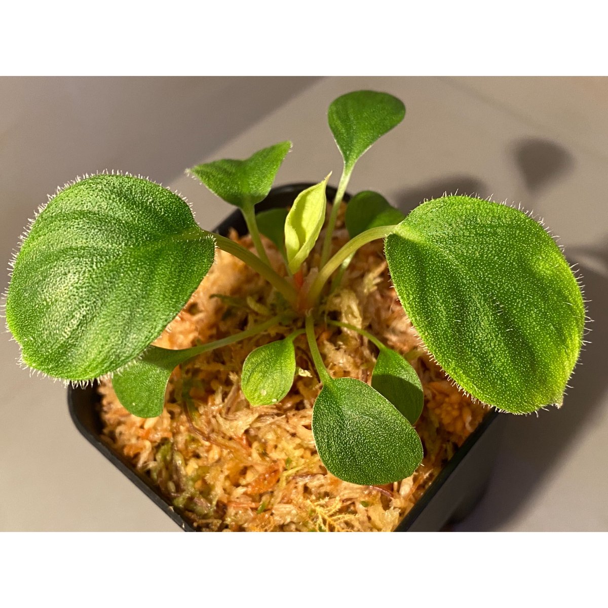 リノゴビウス】Bucephalandra・Homalomena リノゴビウス