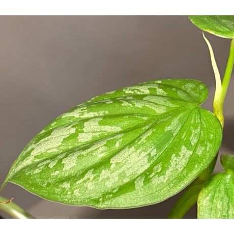 Philodendron sp. from Iquitos Peru [tanakay]