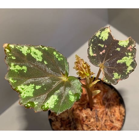 Begonia sp. from North Toraja [S0919-06] STRINGE PLANTS