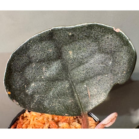 Ardisia sp. from Kapuas fulu West Kalimantan
