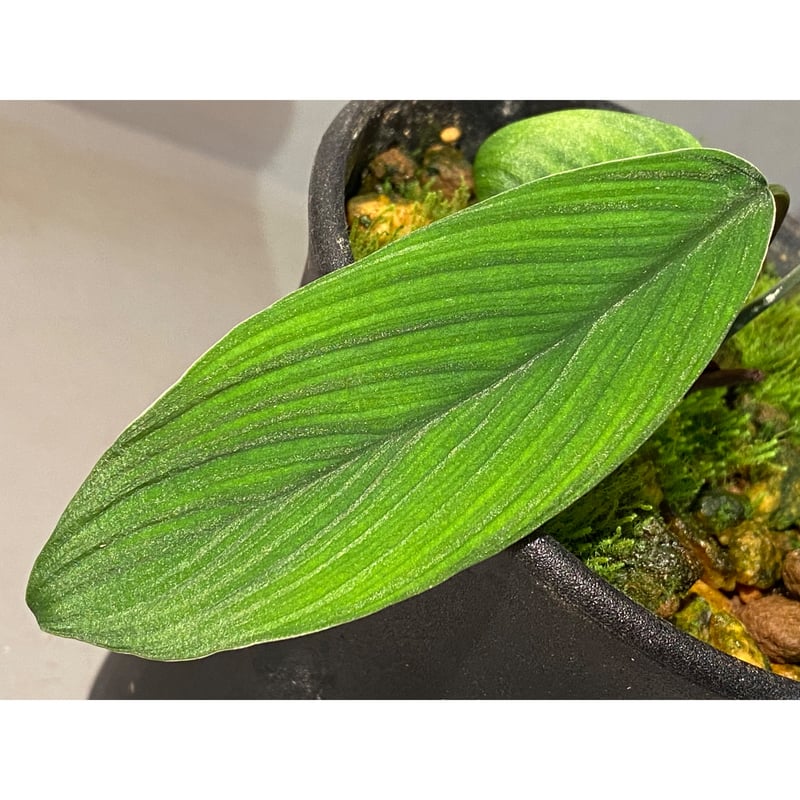 タグ付き) Homalomena plicata 