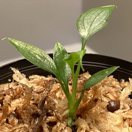Homalomena sp. White leaf from "Pendang" Kal tengah [TB]