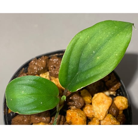 Homalomena sp. "Green" from Sumatera