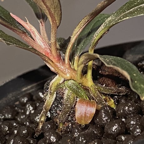 Bucephalandra sp. "Black Widow"