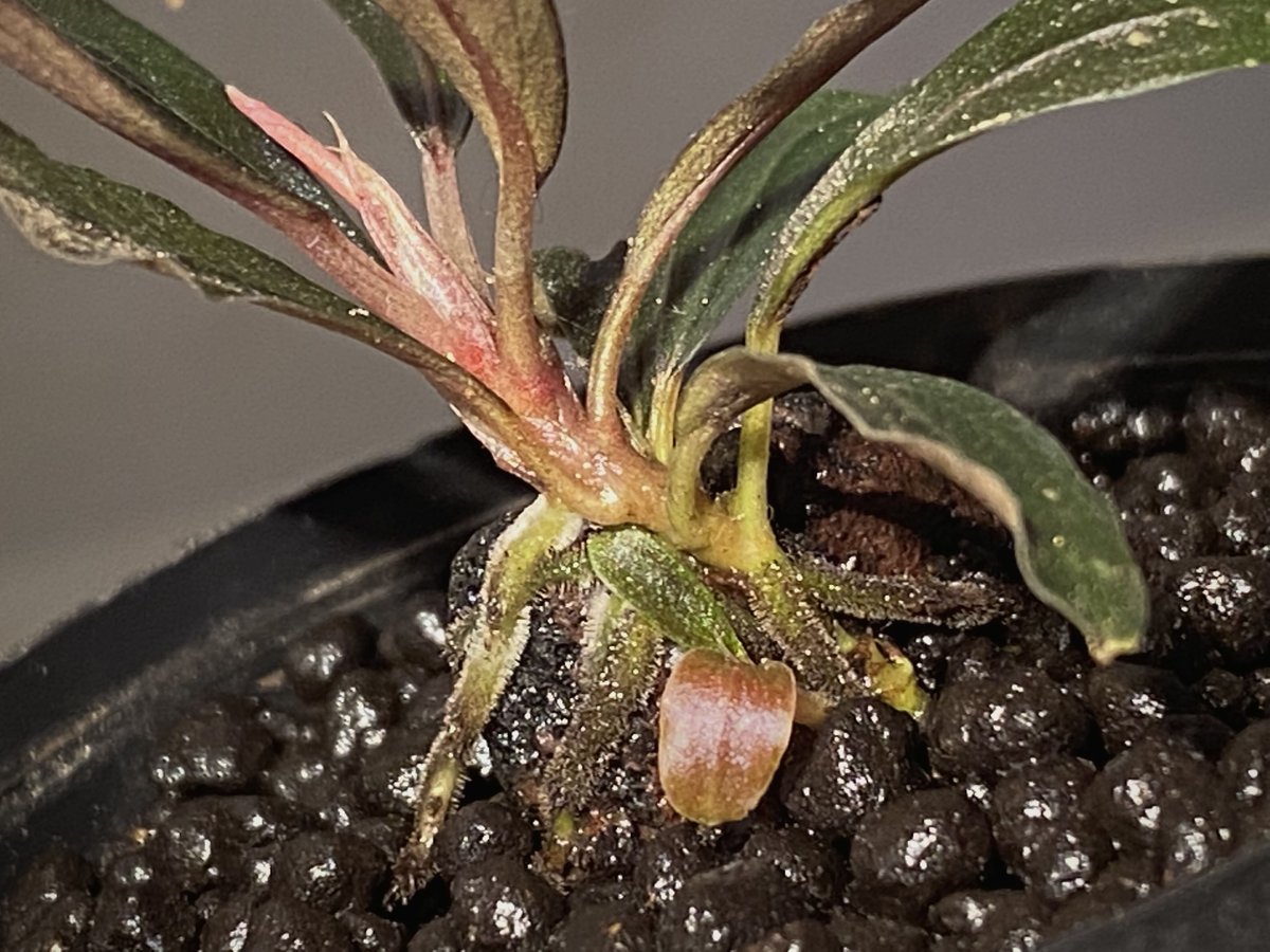 Bucephalandra sp. 