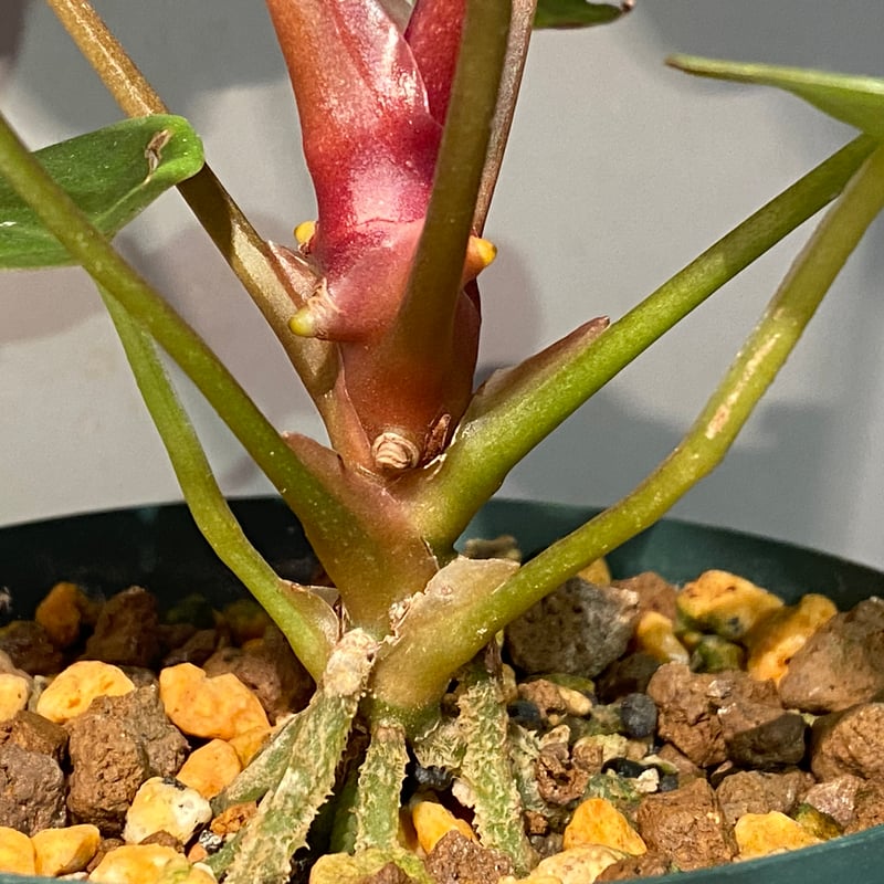 選抜アンスリウム anthurium ace of spades aos df 選抜アンスリウム anthurium ace of spades aos df ③ Anthurium