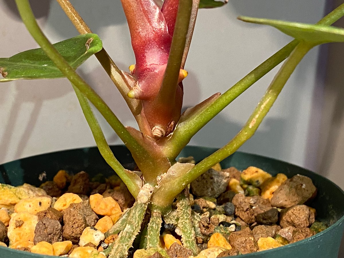 Anthurium Magnificum x Ace of spades | M・R・G・R Anthurium Magnificum x Ace of spades | M・R・G・R