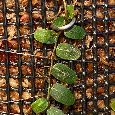 Marcgravia umbellata