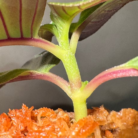 Gesneriaceae gen. from Kalimantan Barat
