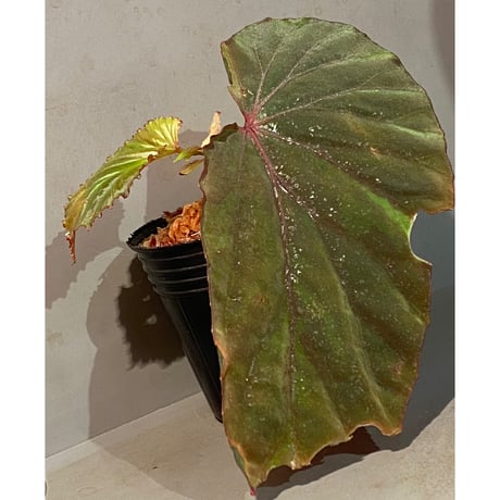 Begonia sp. from Lampung sumatera [LA1118-01]