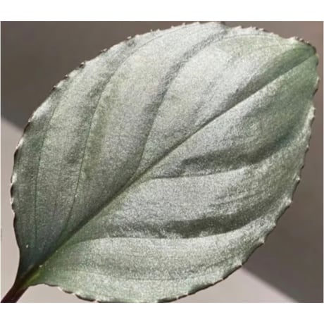 Homalomena 'Rec1-29' K0718-f1 [KZT]