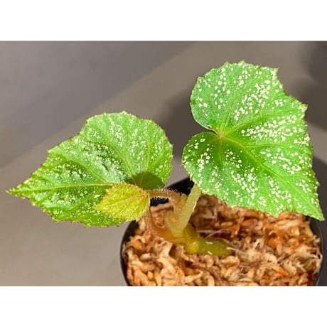 Begonia sp. from Na Hang [YH1118] TK