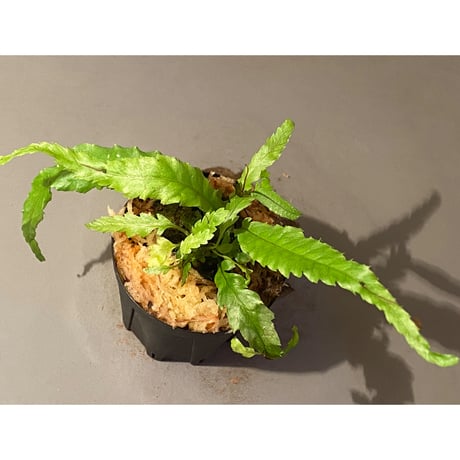Microsorium sp. "Dragon tail"