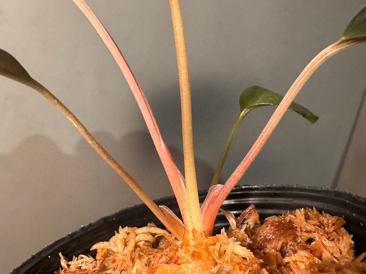 ②増殖株 Homalomena TEMPER BLUE ホマロメナ 【公式通販】