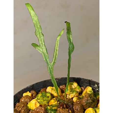 Microsorium sp. from Saripoi [LA0515-02]