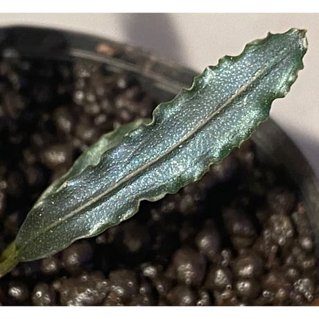 Bucephalandra sp. from "Mangat" [MF0417-2A]