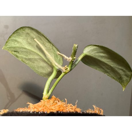Scindapsus sp. "Dragon scale"