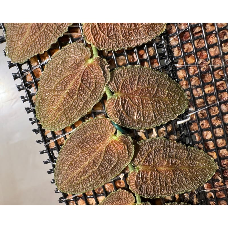 Pothos barberianus | M・R・G・R