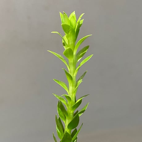 Phlegmariurus phlegmarioides Aimas, Sorong, West Papua 伊藤蟻植物農園